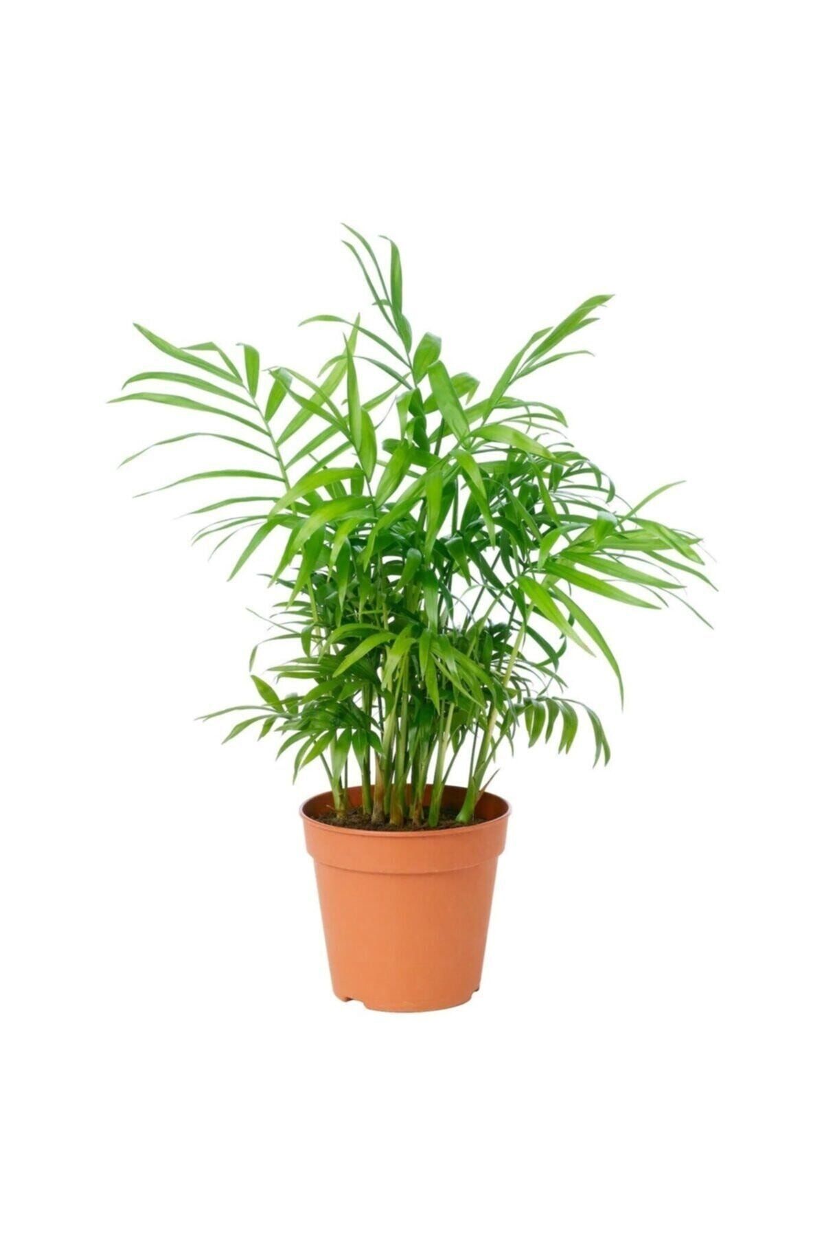 Peyzaj Burada Online Bahçe Market Dağ Palmiyesi – Chamaedorea Elegans 30-40 Cm -peyzaj Burada Iç Mekan Süs Bitkisi